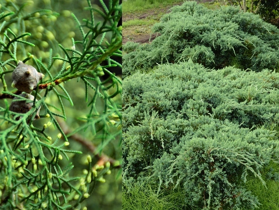 ערער פרוקמבנס לצד מינט גוליפ – מחטניים ירוקי־עד ערער פרוקמבנס לצד מינט גוליפ – מחטניים ירוקי־עד
